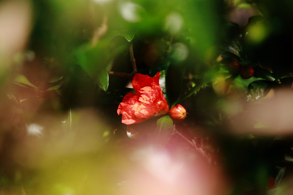 花３種