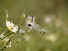 犬と散歩その道すがら