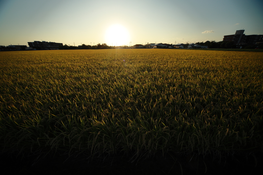 犬と散歩その道すがら