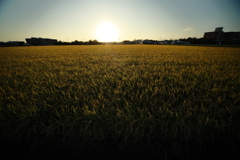 犬と散歩その道すがら