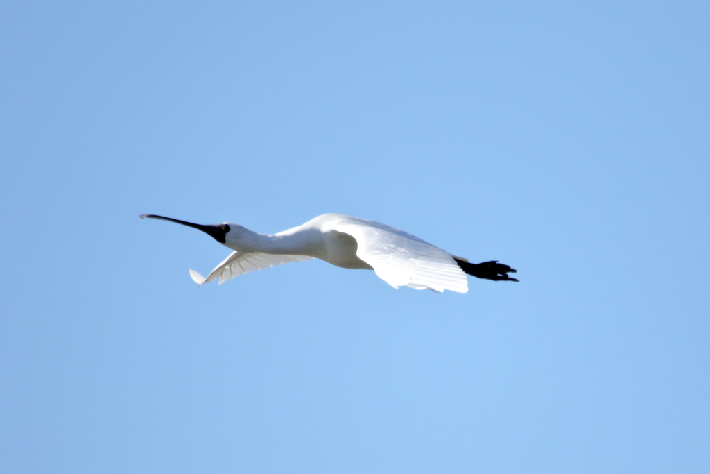 クロツラヘラサギ