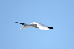 クロツラヘラサギ