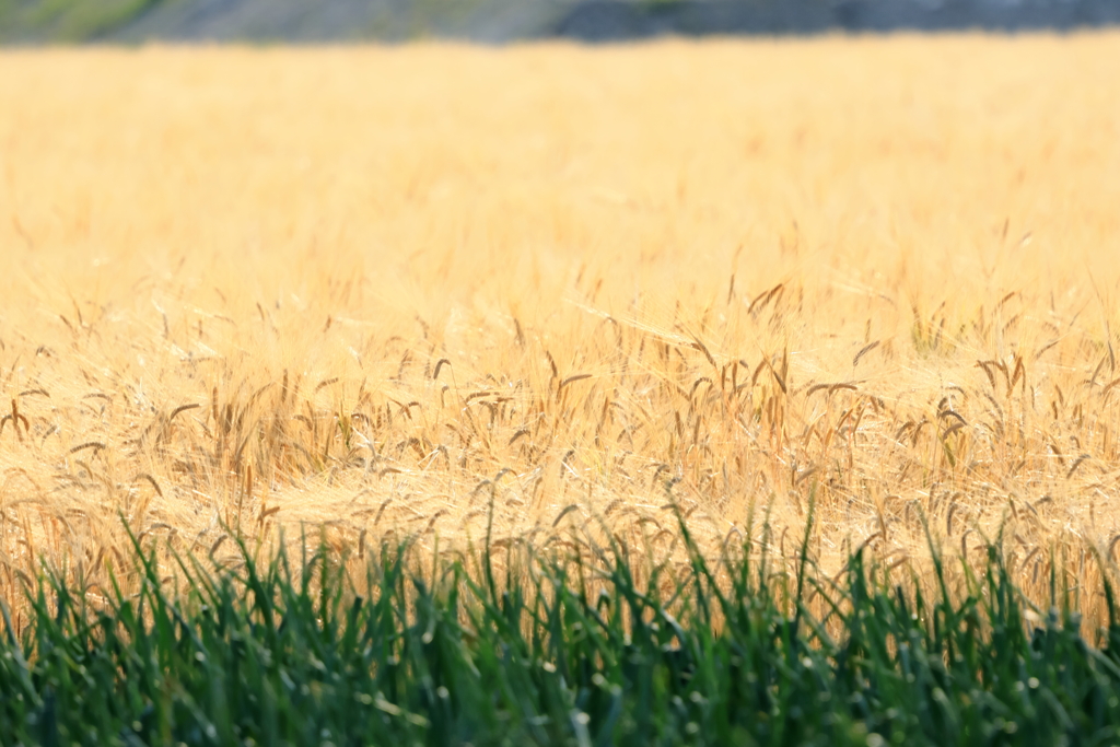 犬と散歩その道すがら