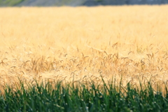 犬と散歩その道すがら