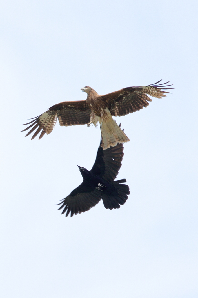 鳶vsカラス