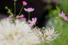 犬と散歩その道すがら