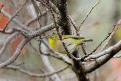 庭に来る鳥