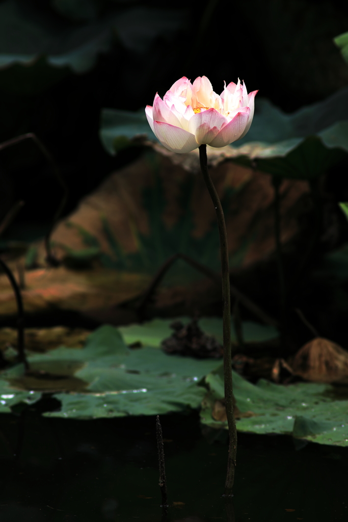 蓮の花