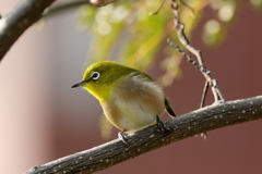 庭に来る鳥
