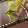 庭に来る鳥