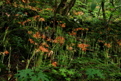 八幡岳のオオキツネノカミソリ