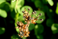 犬と散歩その道すがら
