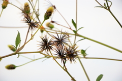 犬と散歩その道すがら