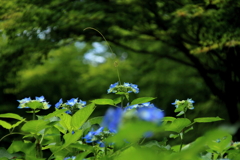 紫陽花