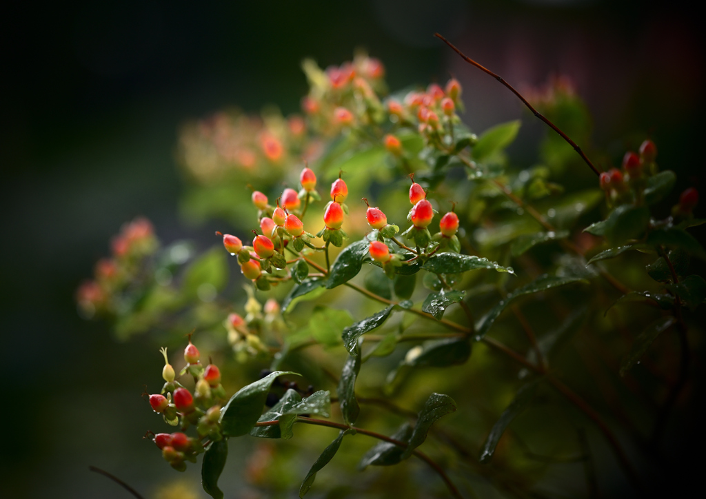 花木