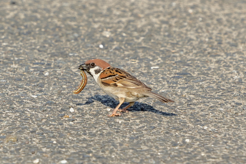 犬と散歩その道すがら