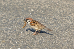 犬と散歩その道すがら