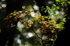 金立山紅葉
