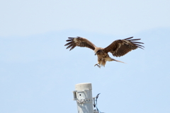 鳶