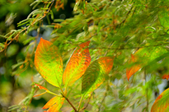 枯れ紫陽花の葉