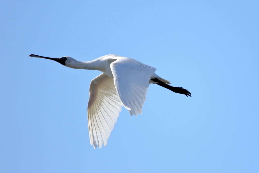 クロツラヘラサギ