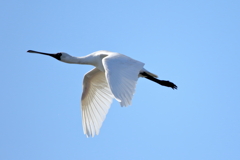 クロツラヘラサギ