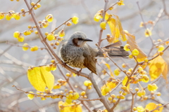 庭に来る鳥