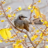庭に来る鳥
