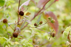 犬と散歩その道すがら