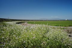 干拓堤防内と外