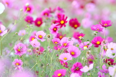 コスモス