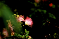 ねむの花