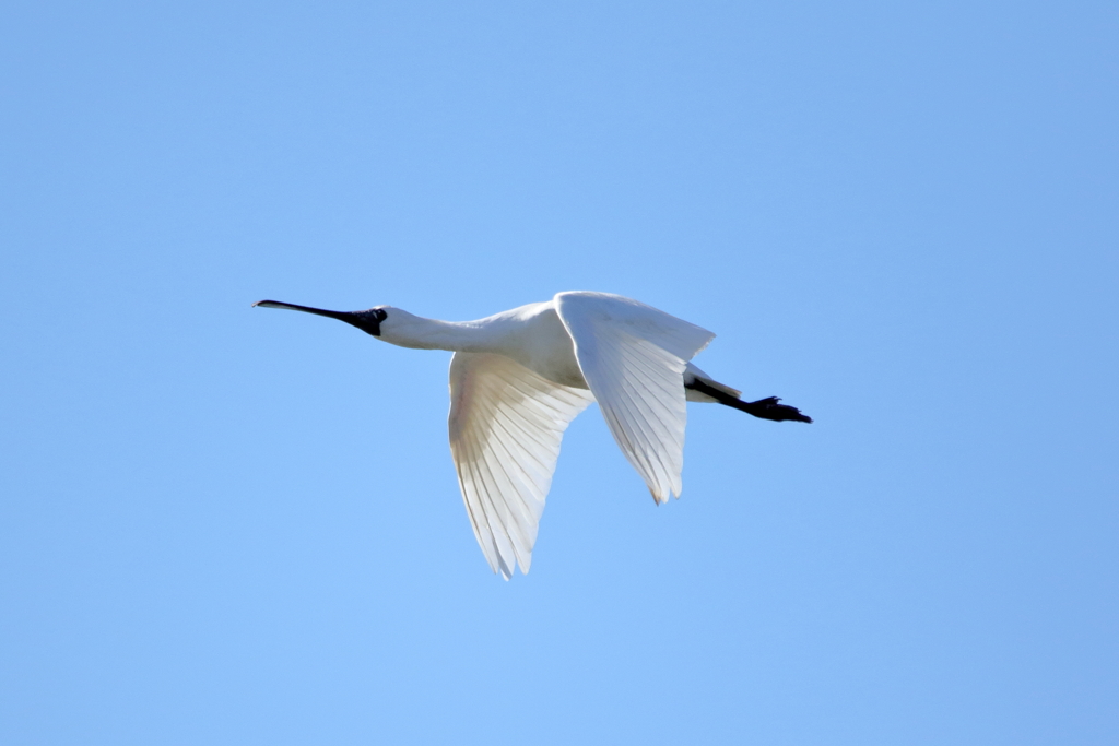 クロツラヘラサギ