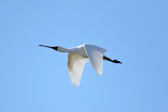 クロツラヘラサギ