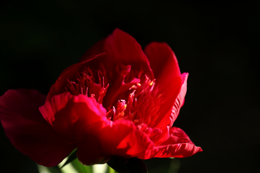 犬と散歩その道すがら