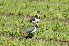 干拓堤防の鳥たち