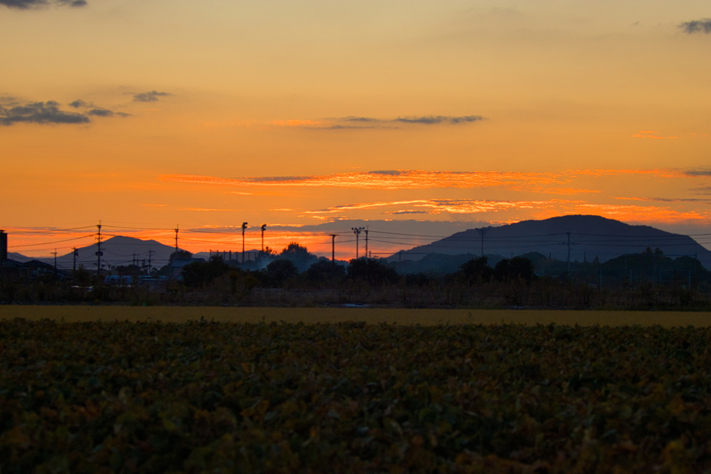 犬と散歩その道すがら