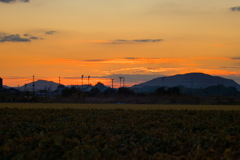 犬と散歩その道すがら