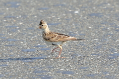 犬と散歩その道すがら