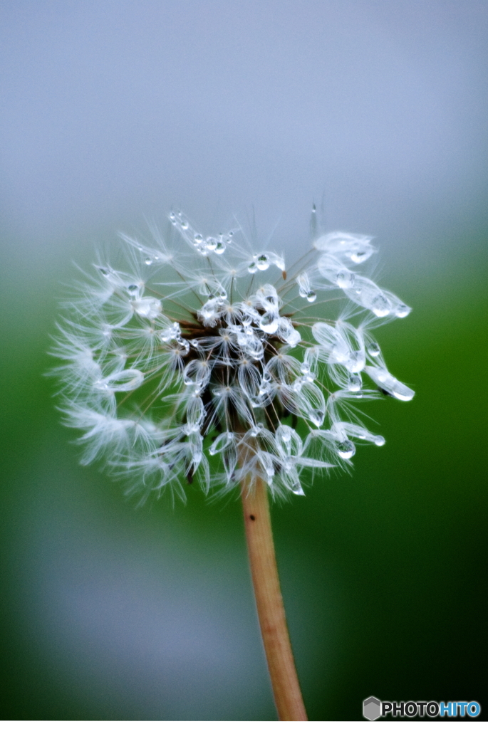 犬と散歩、その道すがら