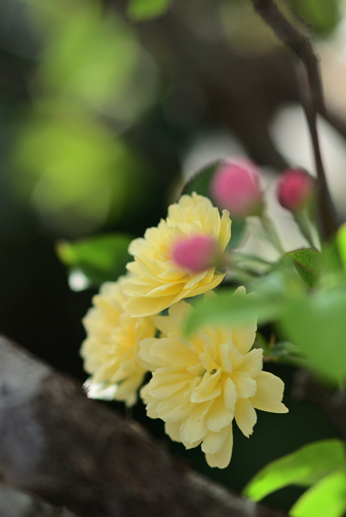 モッコクと姫りんご