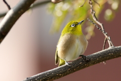 庭に来る鳥