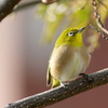 庭に来る鳥