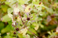 犬と散歩その道すがら