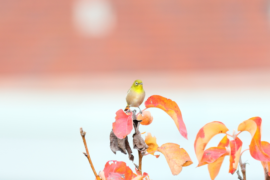 庭に来る鳥