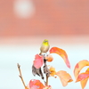 庭に来る鳥