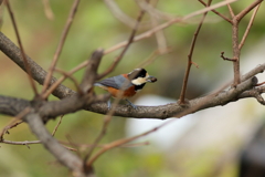 庭に来る鳥