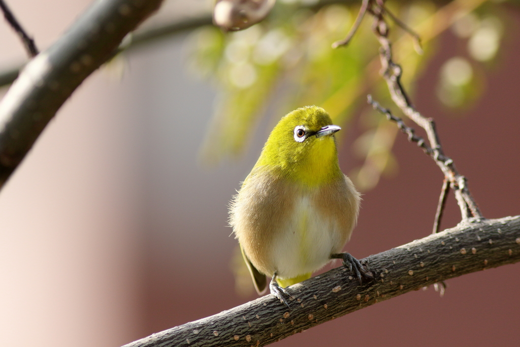 庭に来る鳥