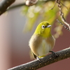 庭に来る鳥
