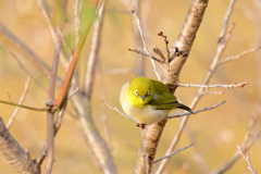 庭に来る鳥